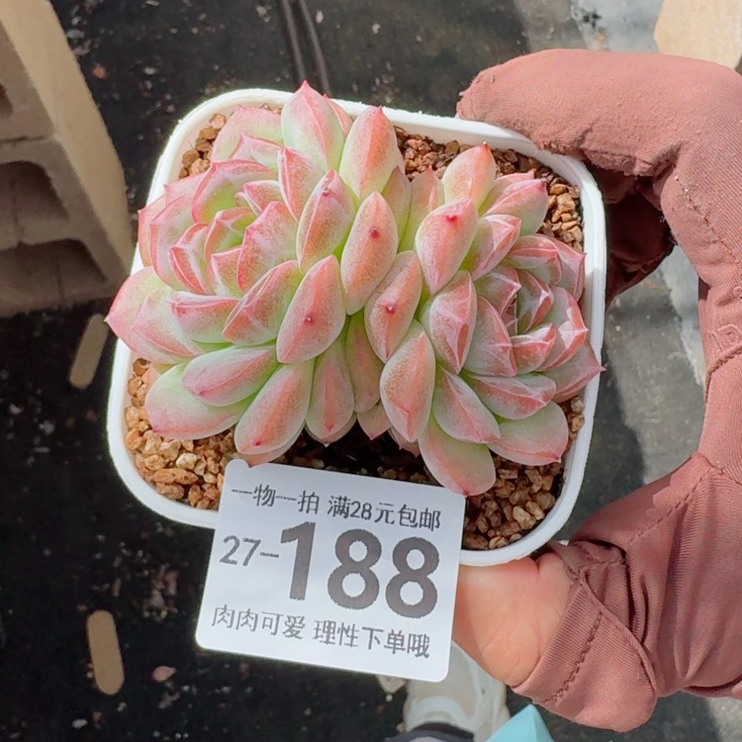 红心粉钻无盆土发货无盆土发货无