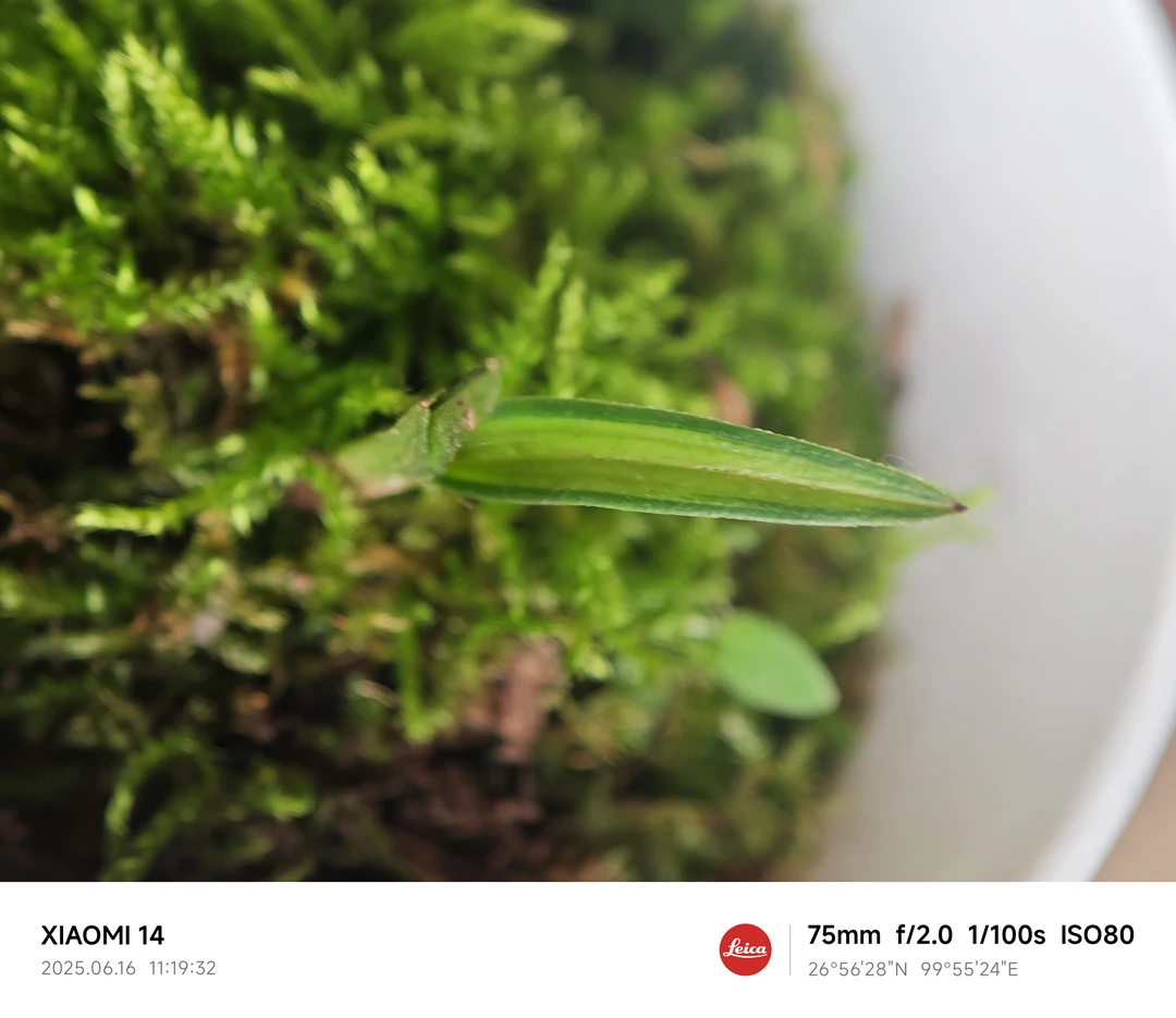 精品绿兰（一物一拍）