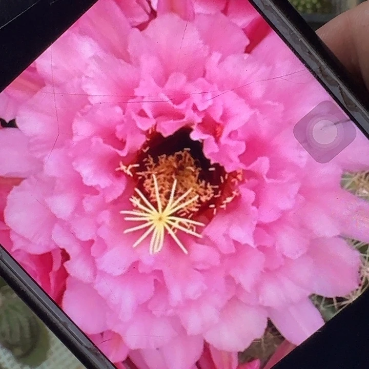 粉黛侧芽5公分毛花柱