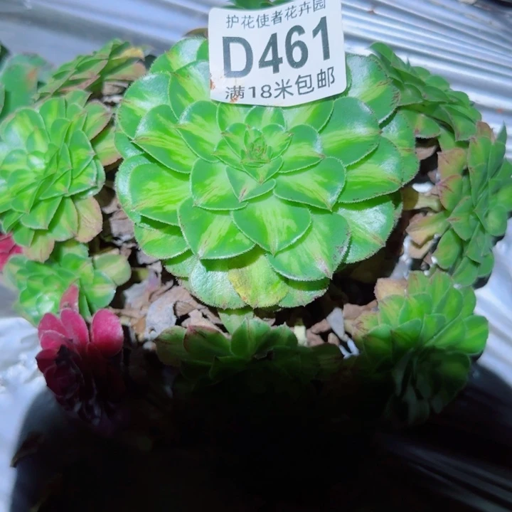多肉法师淘宝福利