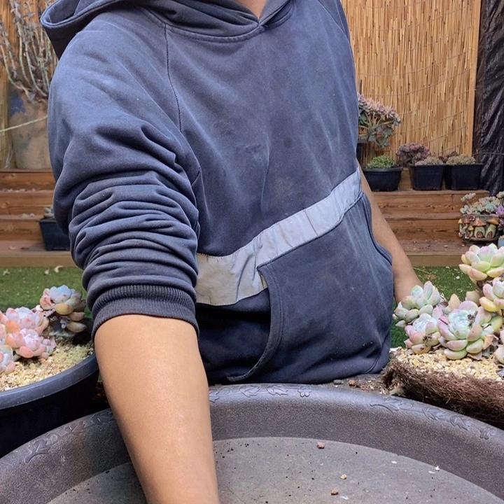 ****。418号白月光多肉植物