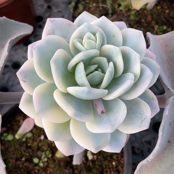 冷香锦一物一拍锦龙