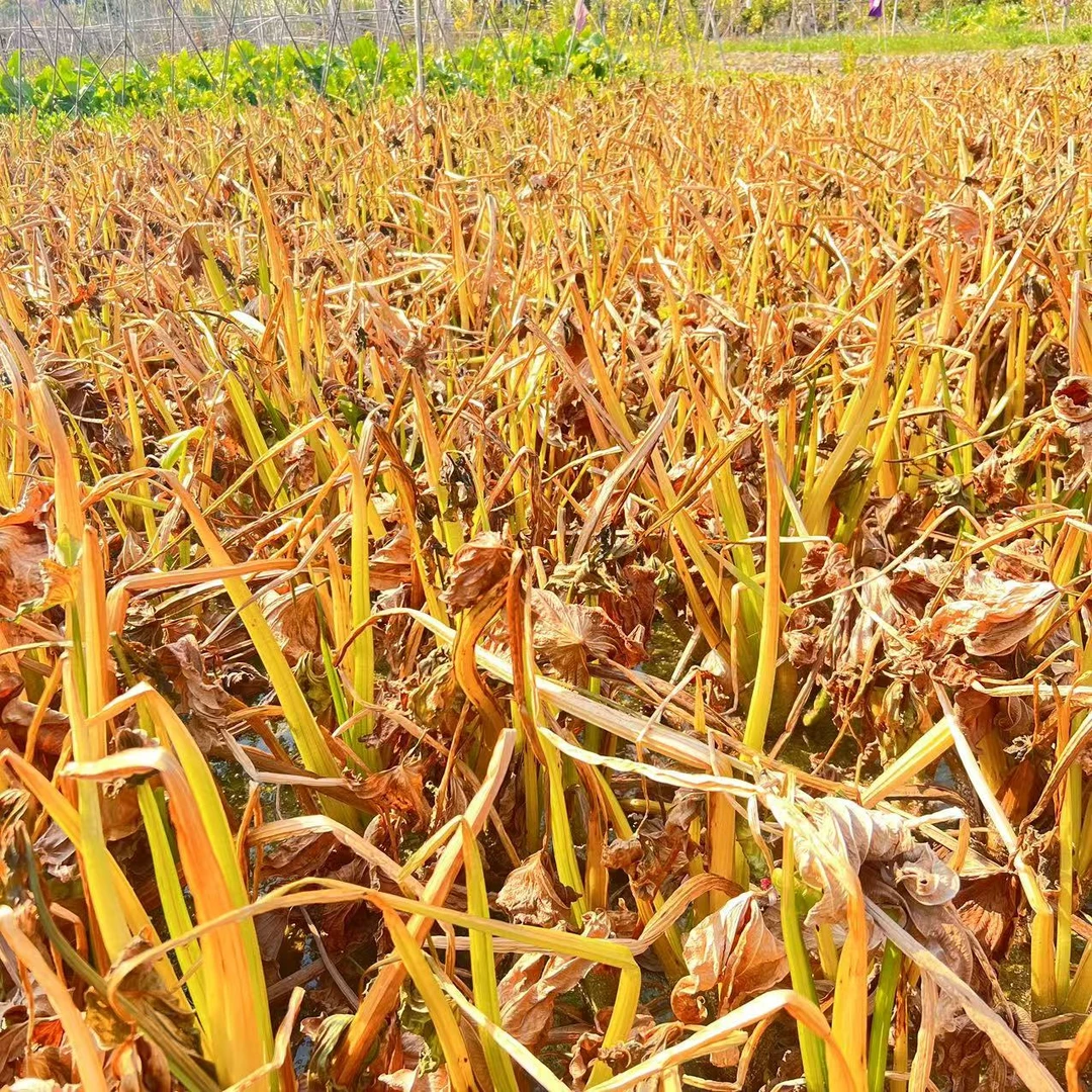广东 从化 农家 自种 茨菇