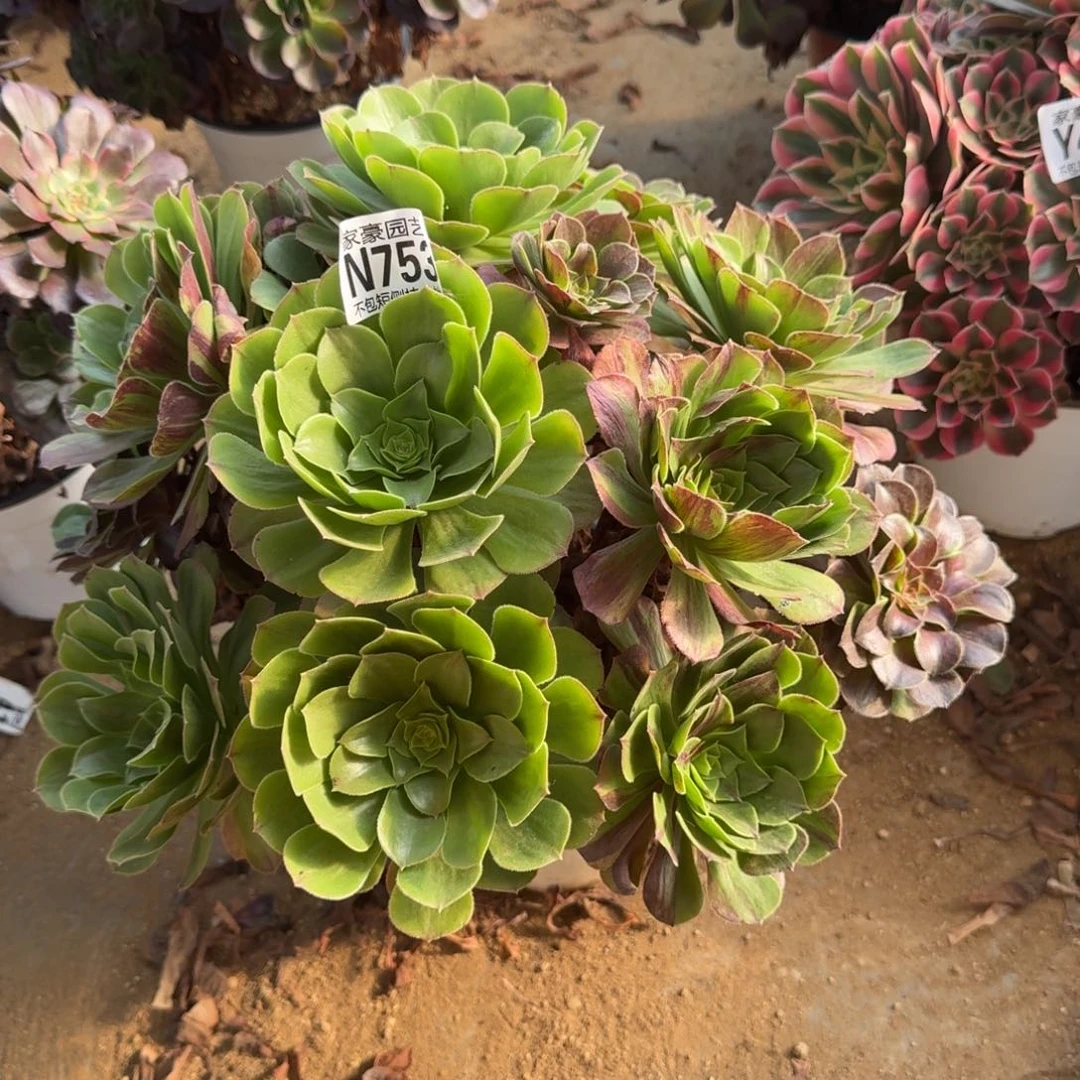 753花月夜官服30左右2