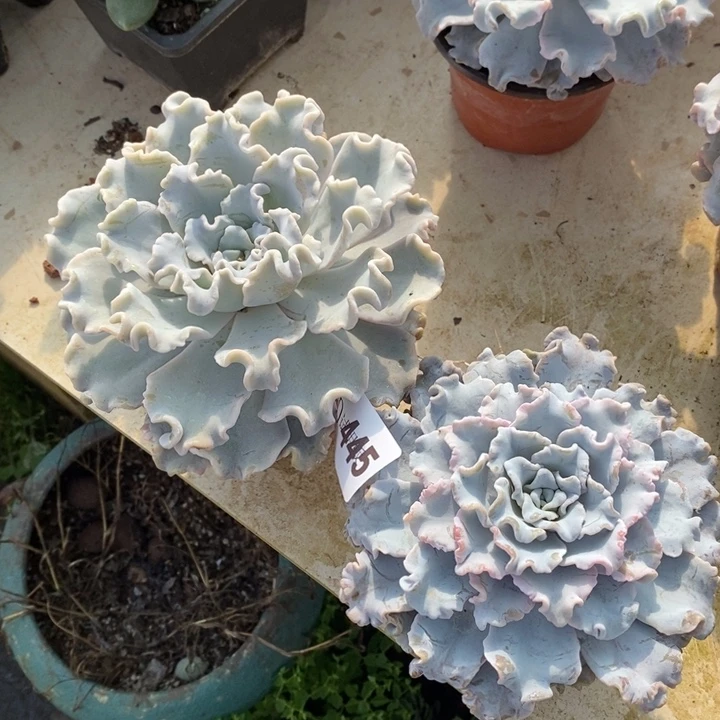 ゛***゛445白饺子皮多肉植物2颗