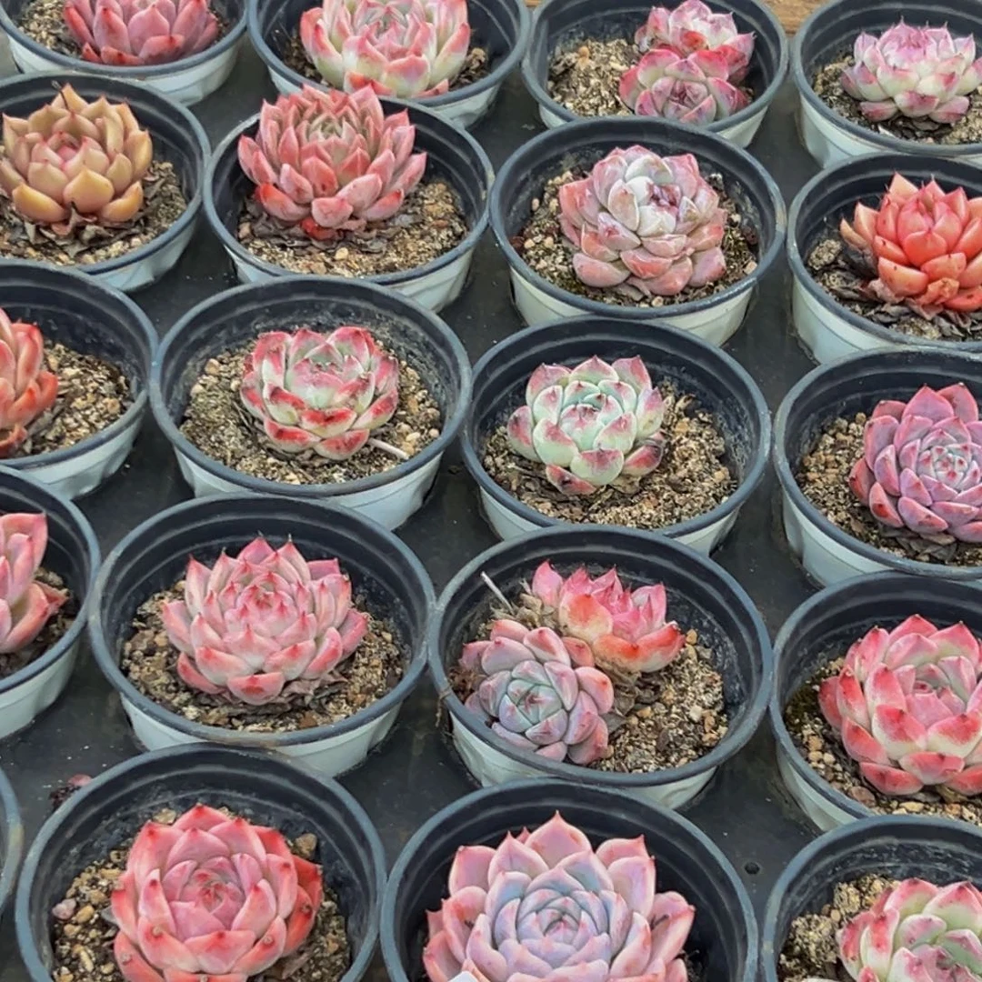 840多肉葡萄领导人物库资料