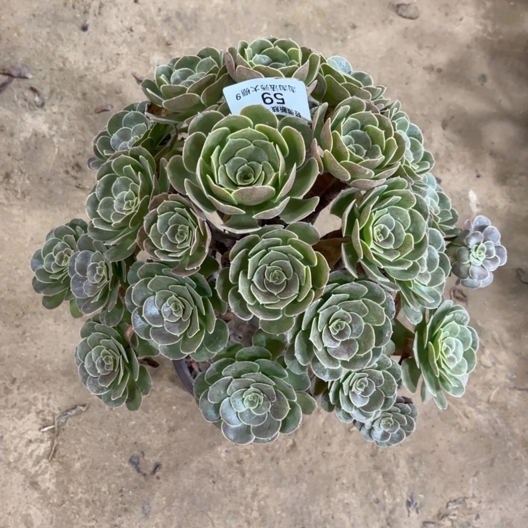 59荷兰园叶玫瑰多肉植物法师特价