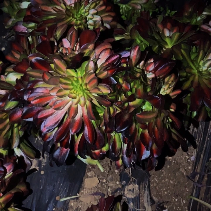 490凤冠中班多肉植物