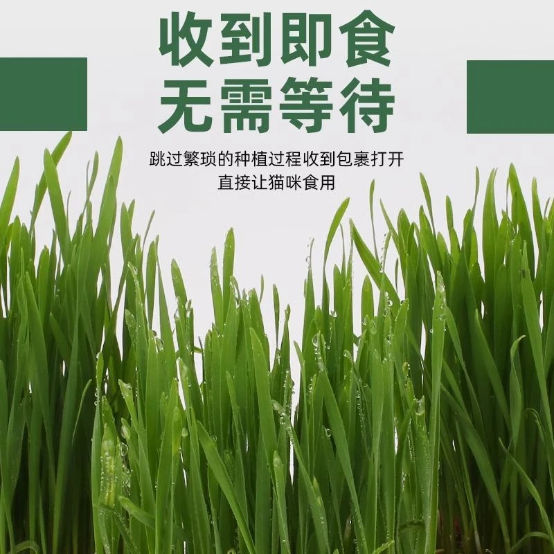 已长好的猫草成品化毛已种好发芽盆栽猫薄荷猫咪零食种子去毛球猫