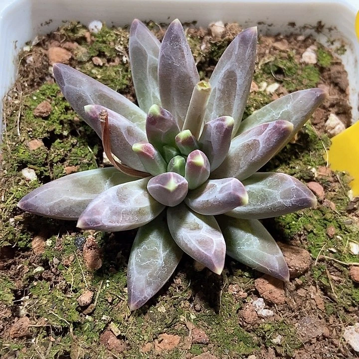 多肉植物梵高888