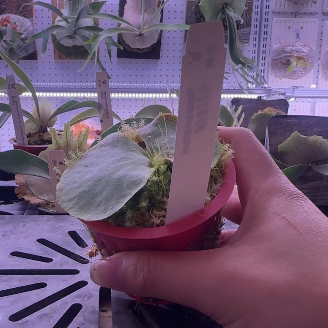 何其美鹿角蕨孢子苗