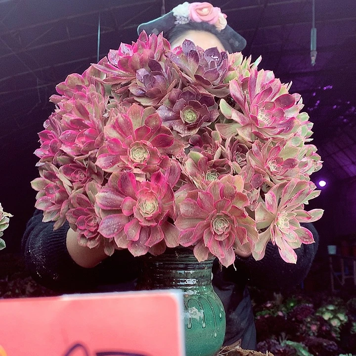 柒柒精品多肉脱土发货不包断侧枝297