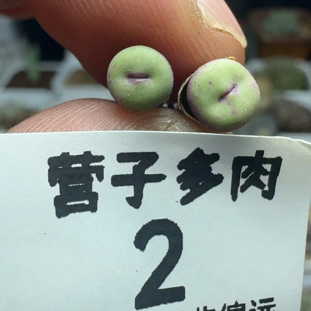 1380b.  两颗。