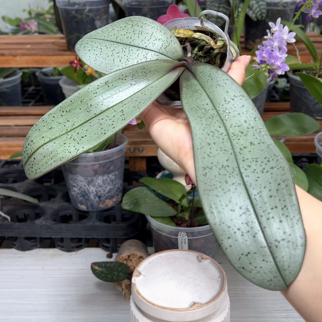 当前无花栽培后可以开花银月西