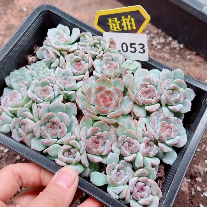 多肉植物多肉植物