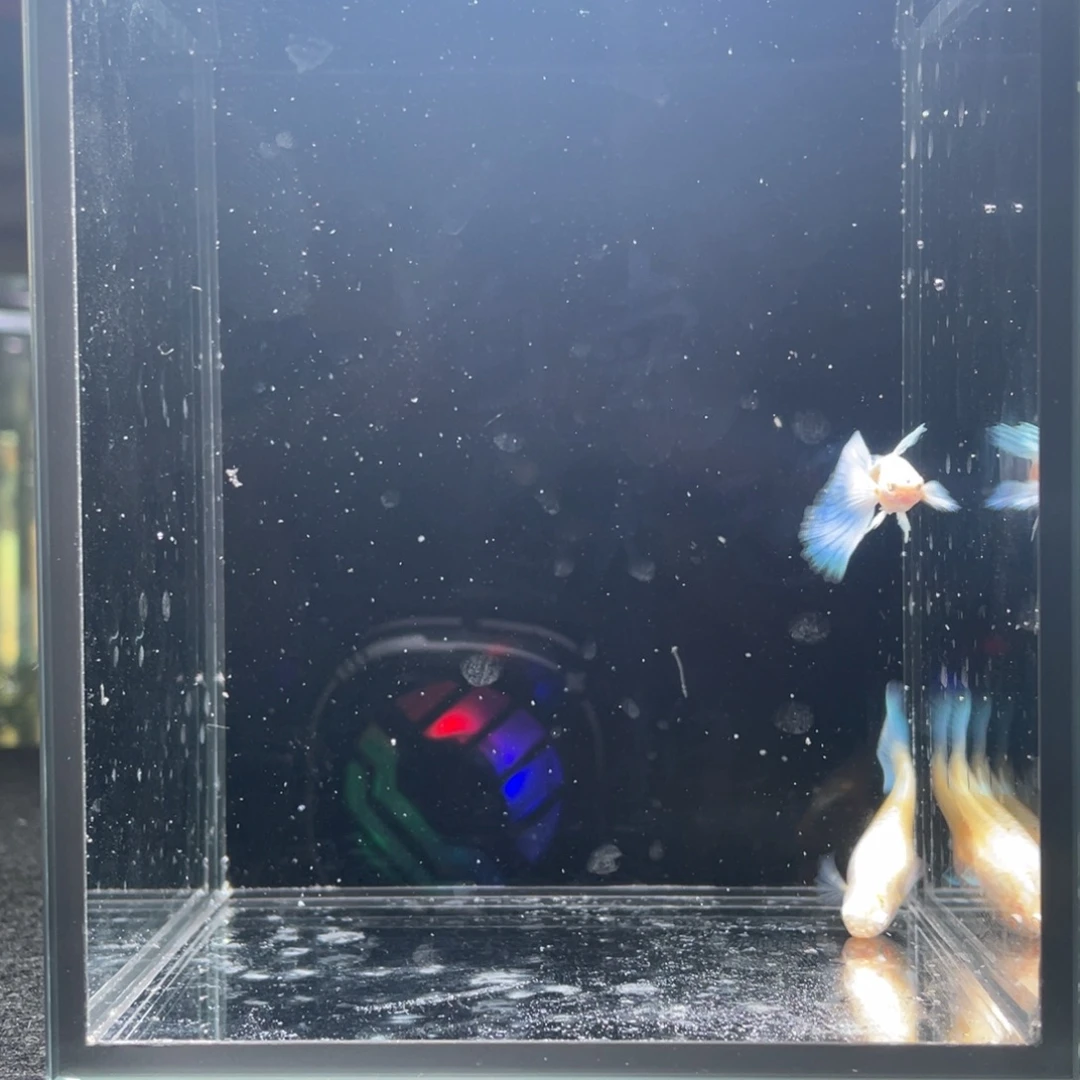 孔雀鱼蓝白飞船一对