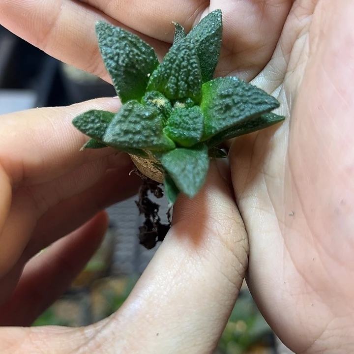 实生辛盾牡丹3.5公分带盆