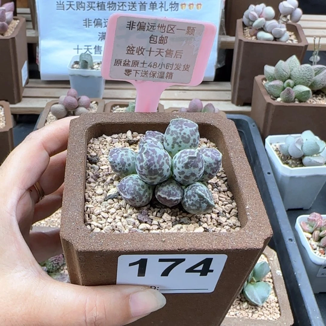 174达摩海报多肉植物