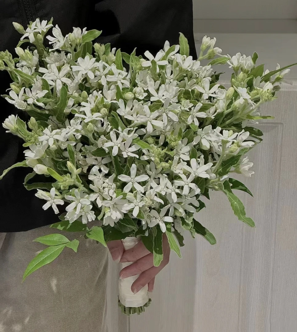 （曼）  白色蓝心花1扎 含20%防损 鲜花任意满2单包邮