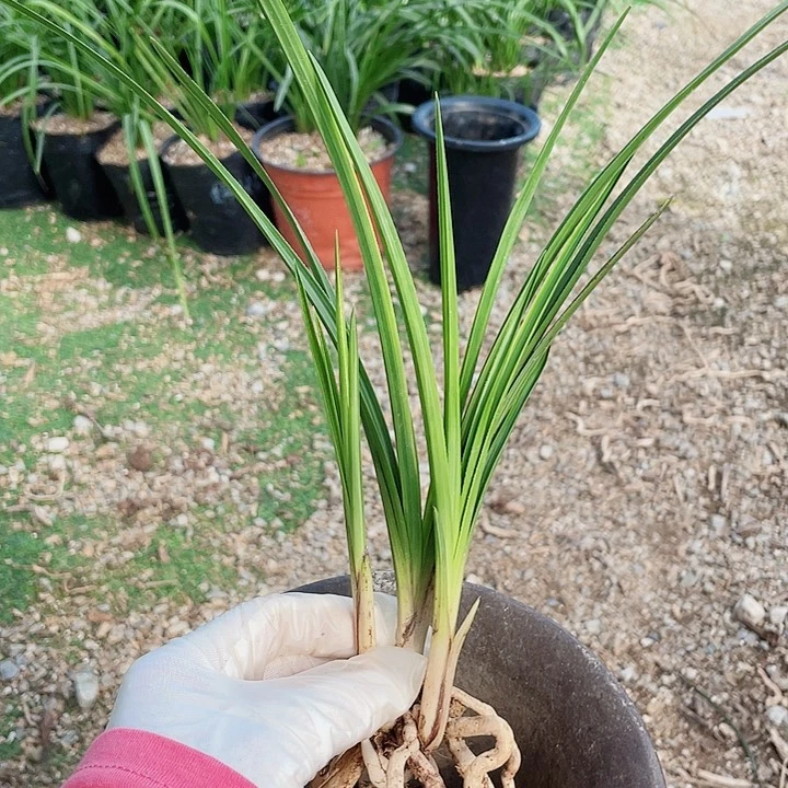 当前无花栽培后可以开花黄*鸿