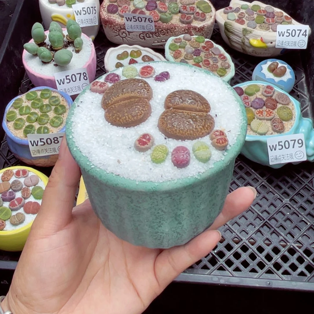 人****意w5090福利 带盆土发货一物一拍