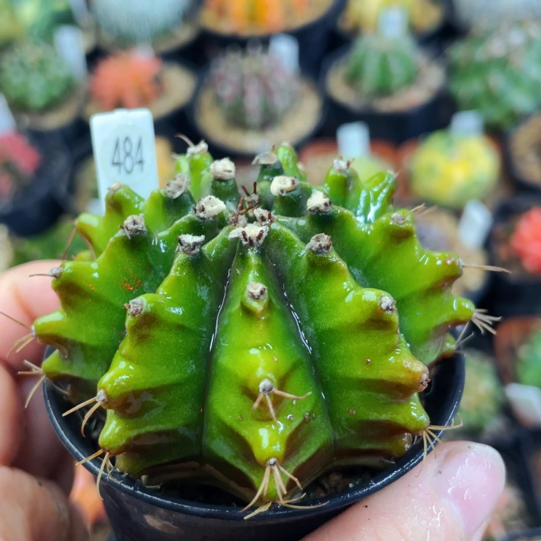 盆5公分满25包邮裸根发货