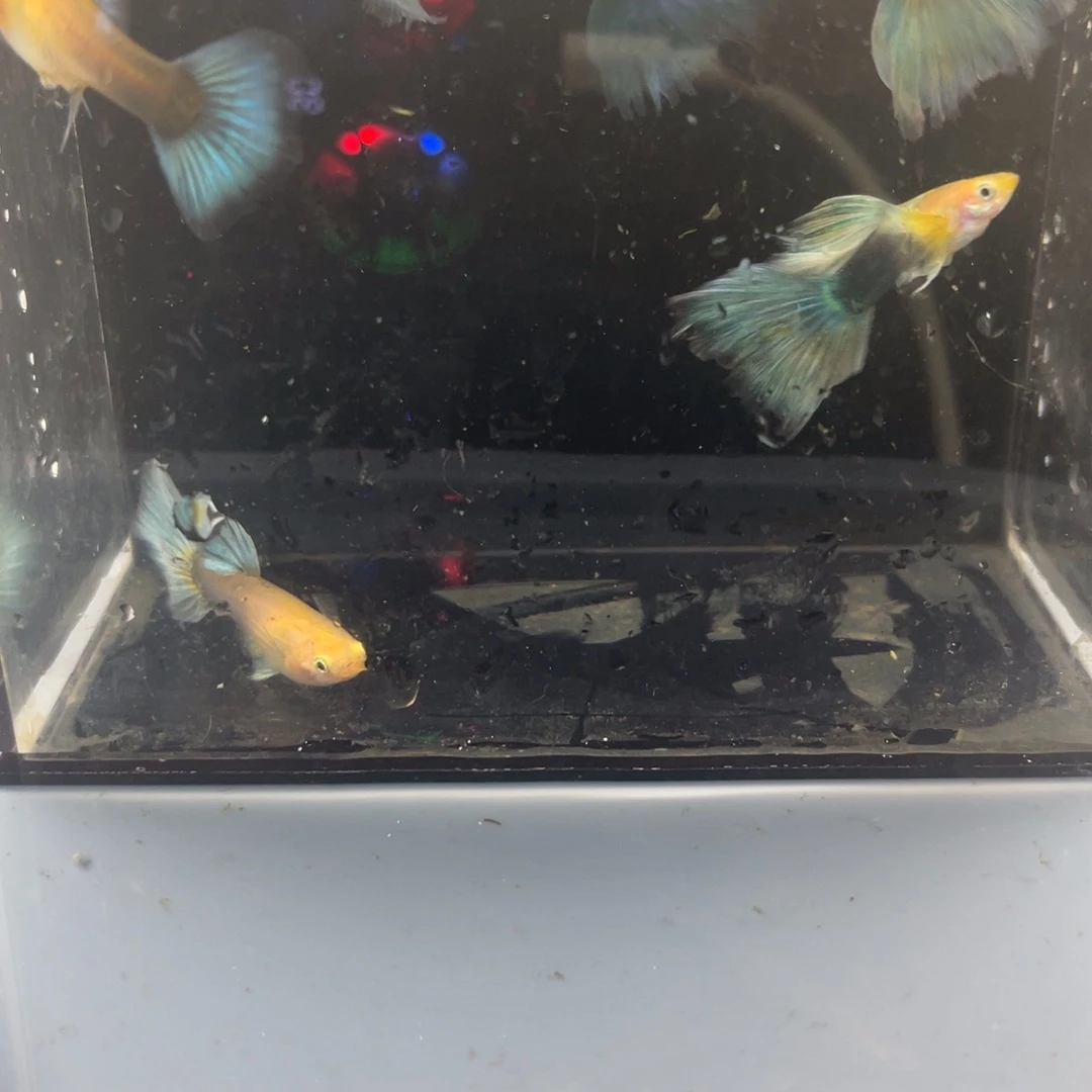 清道夫鱼黄化蓝礼服5公3母开箱视频报损