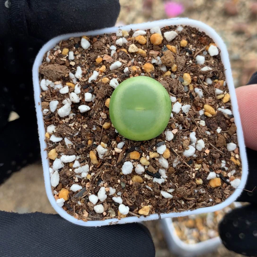 744紫皮拉登一颗