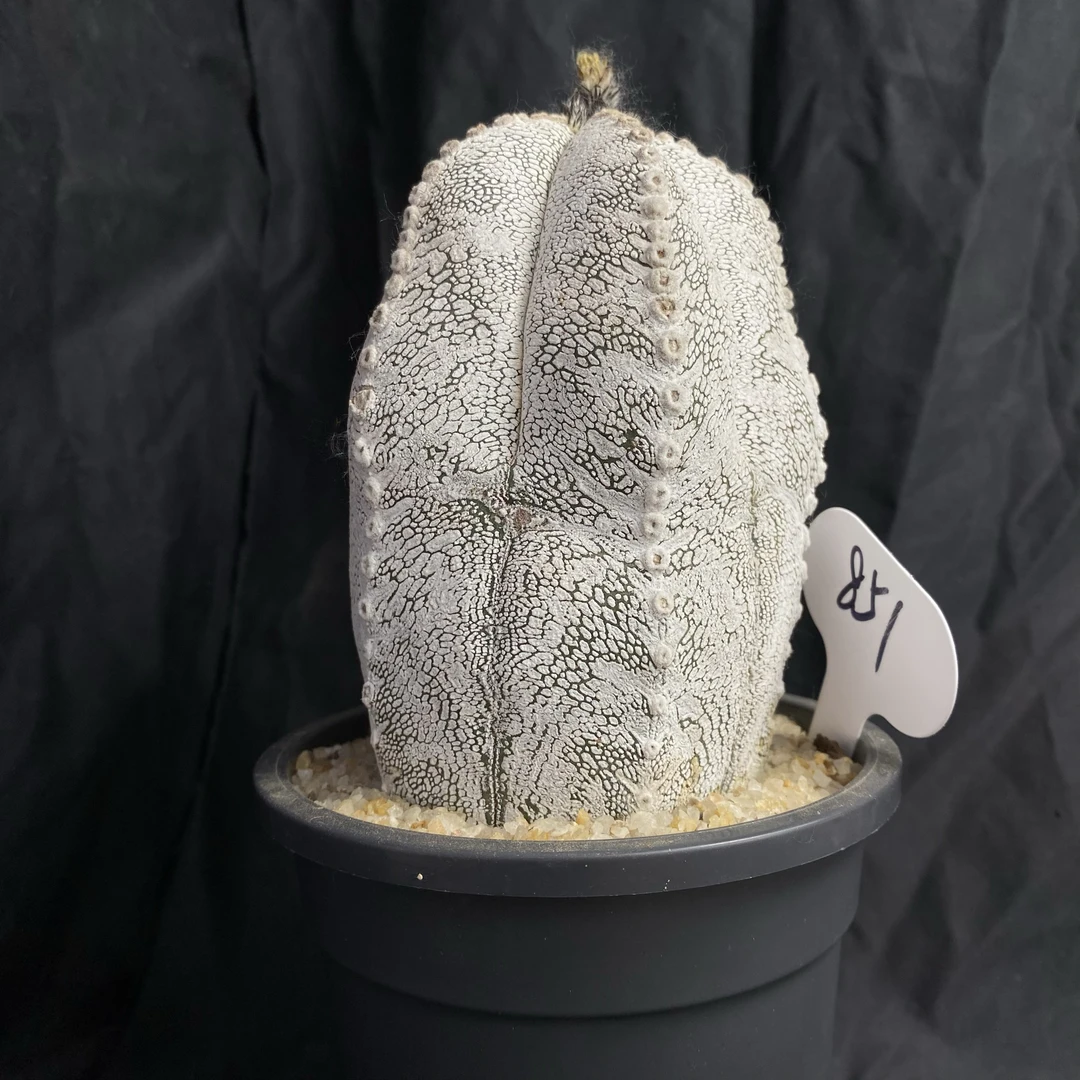 仙人球块根一物一拍 851号v字恩冢鸾凤阁 冠幅8.5cm 高度12cm