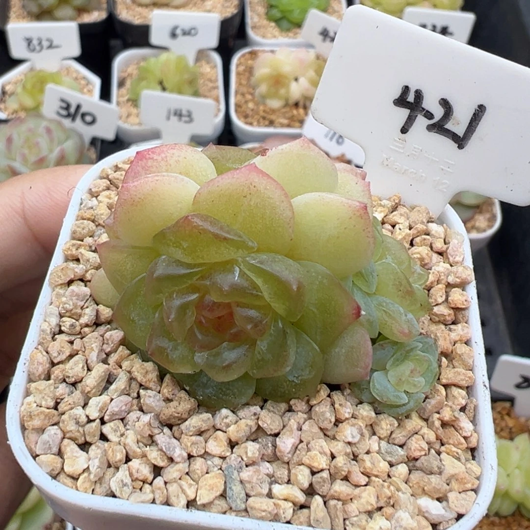 421号无尽灯3头带崽
