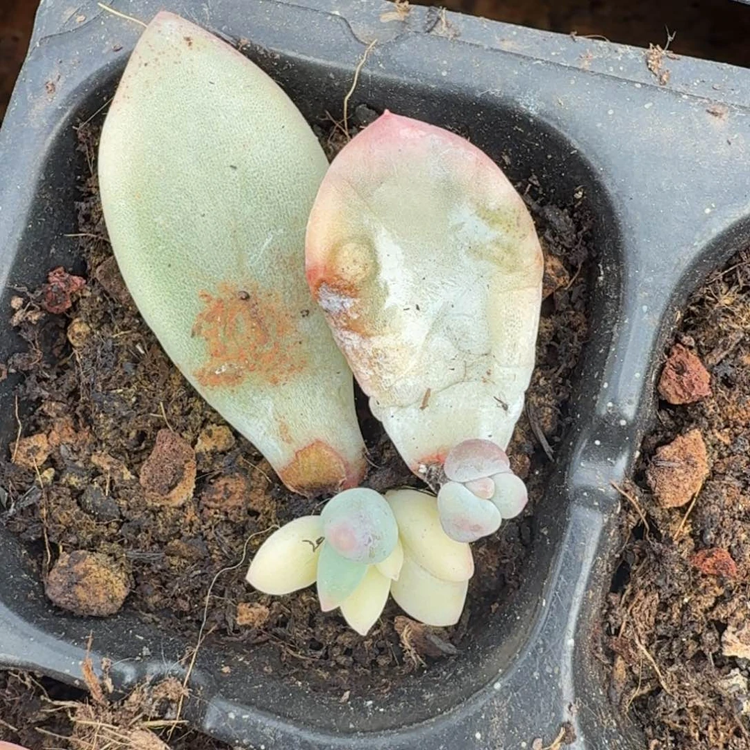 一组的推进到如今