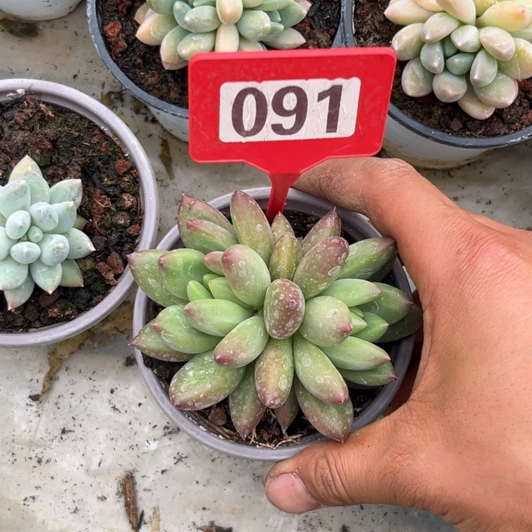 多肉植物091米其林