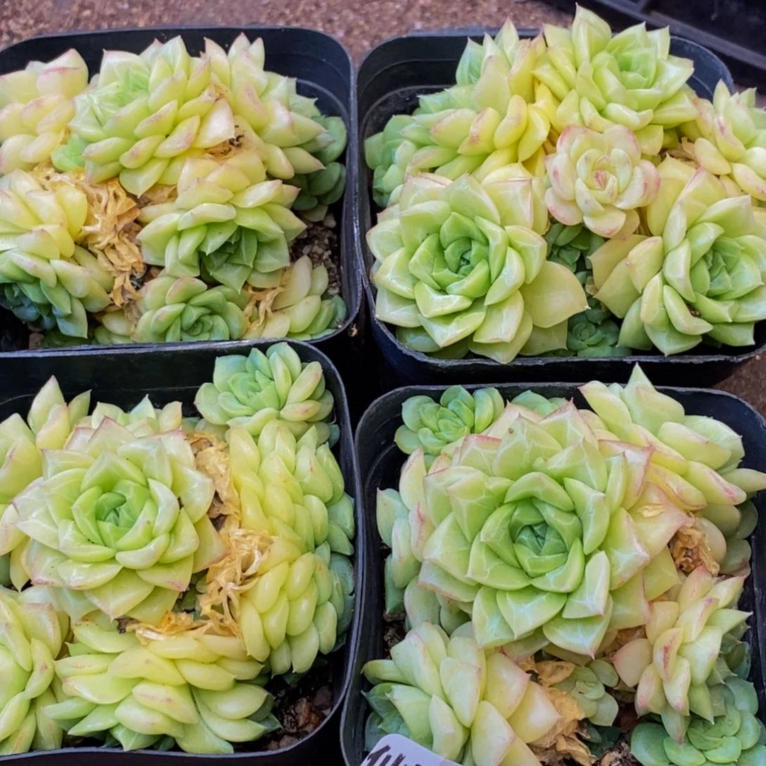 469多肉植物保护研究所所长