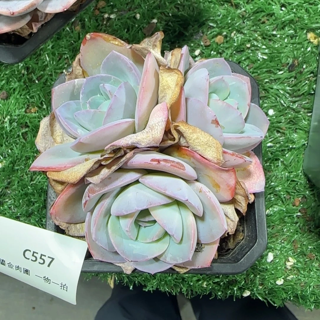C557布鲁蓝小三头