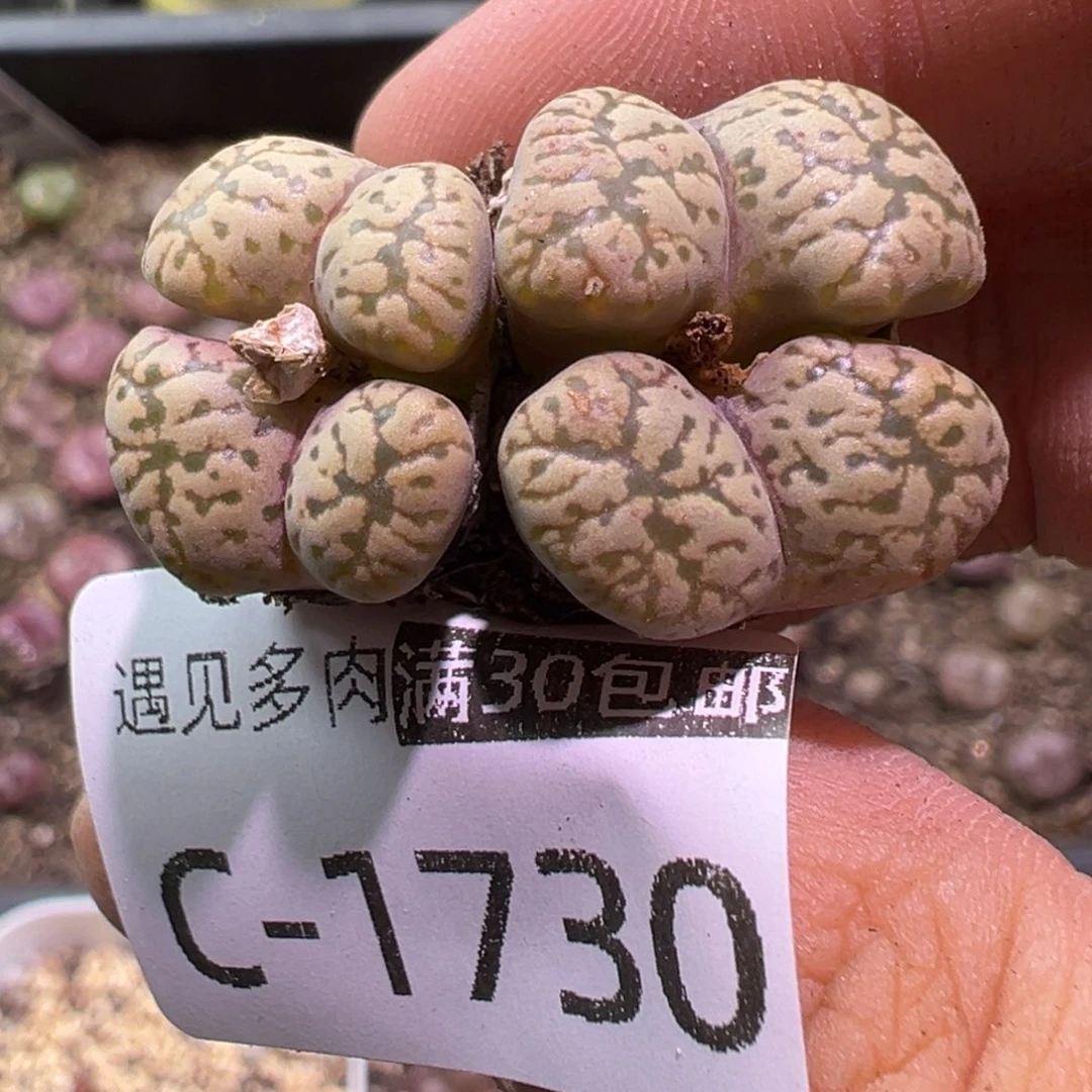 多肉植物1111111111111