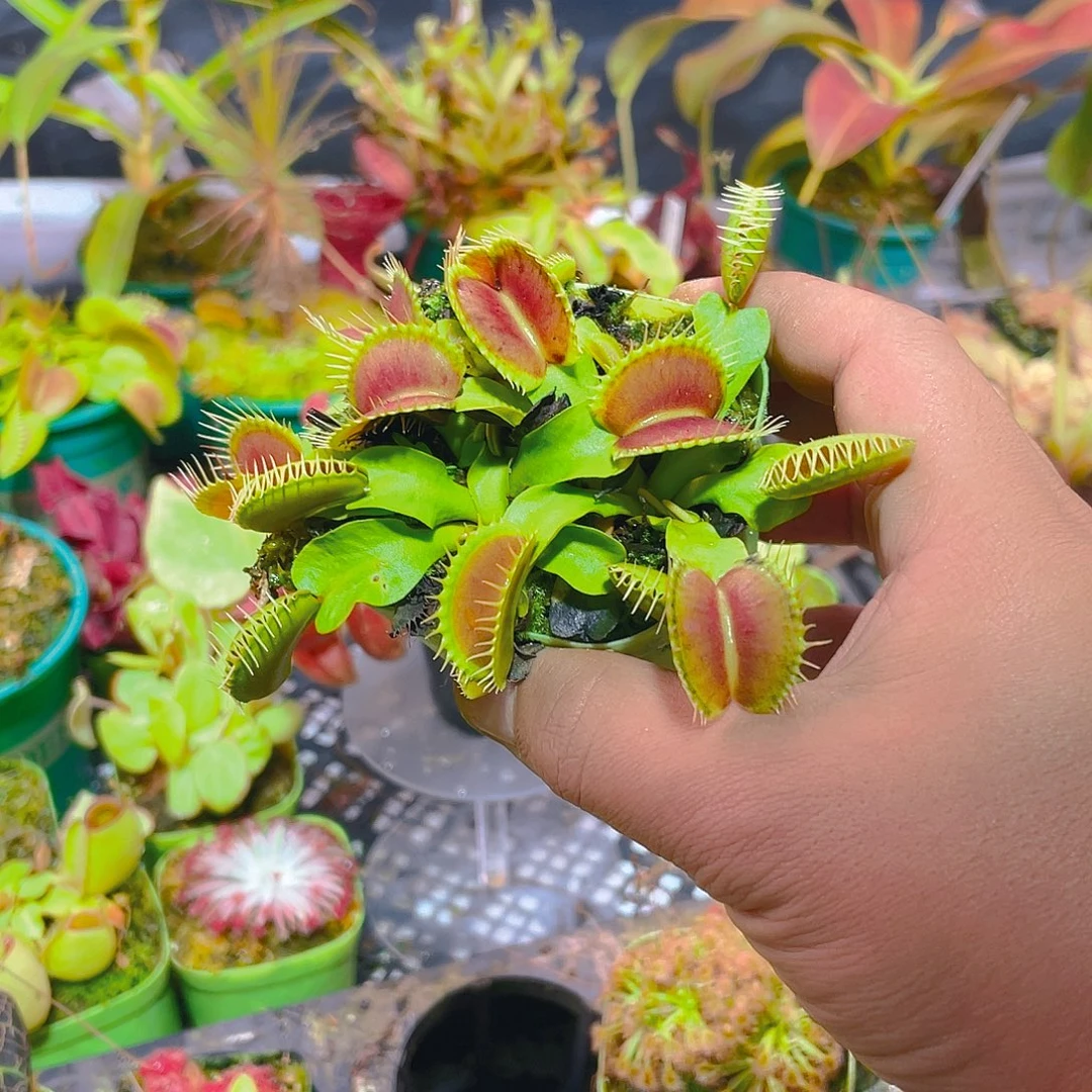 完全开放泰坦捕蝇草