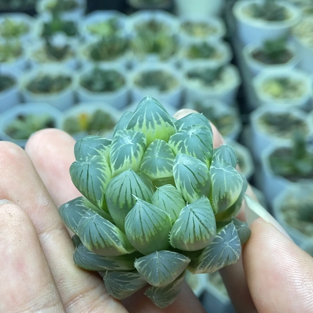 白糊斑霓虹灯瓶苗无根