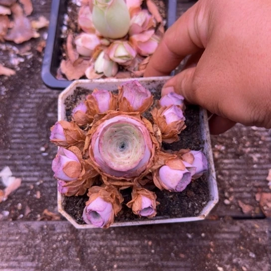 山地玫瑰2盆捧花
