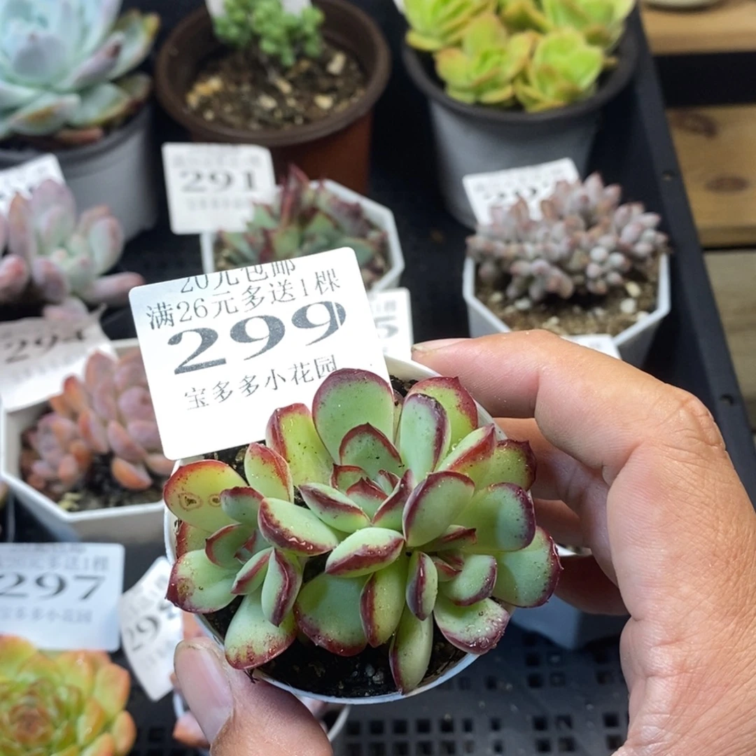 灵隐三头一物一拍满20元包邮满26送一颗