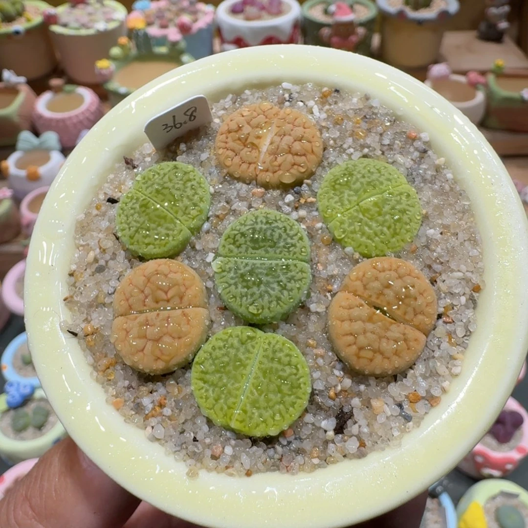 蘑菇1193富贵彩拼多肉植物