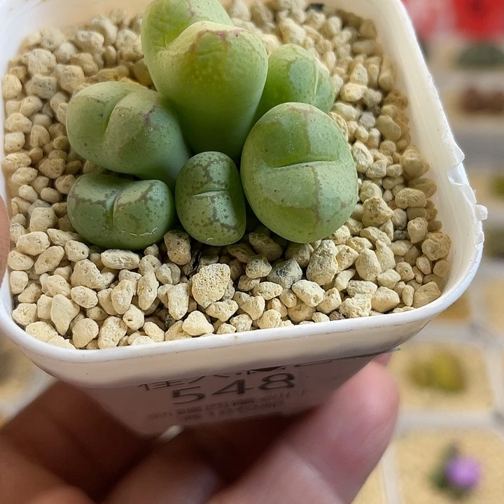 佳人园艺多肉生石花猴脸548