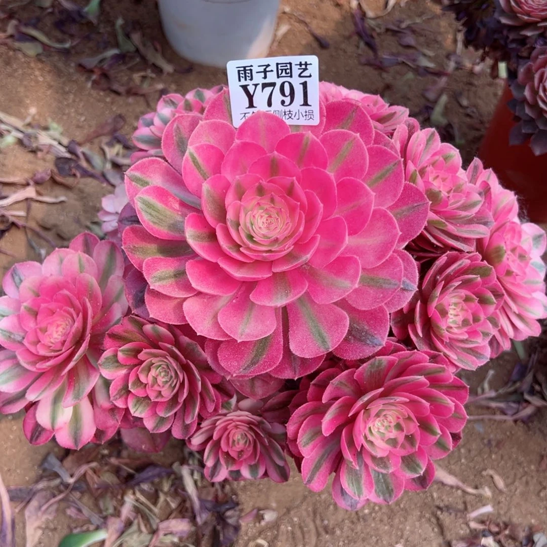 791倾城尺寸23左右