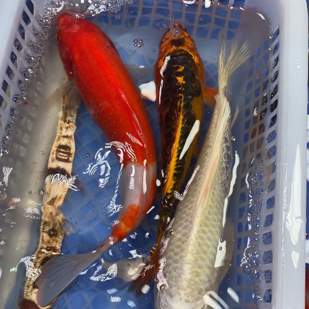 锦鲤冷水锦鲤包邮