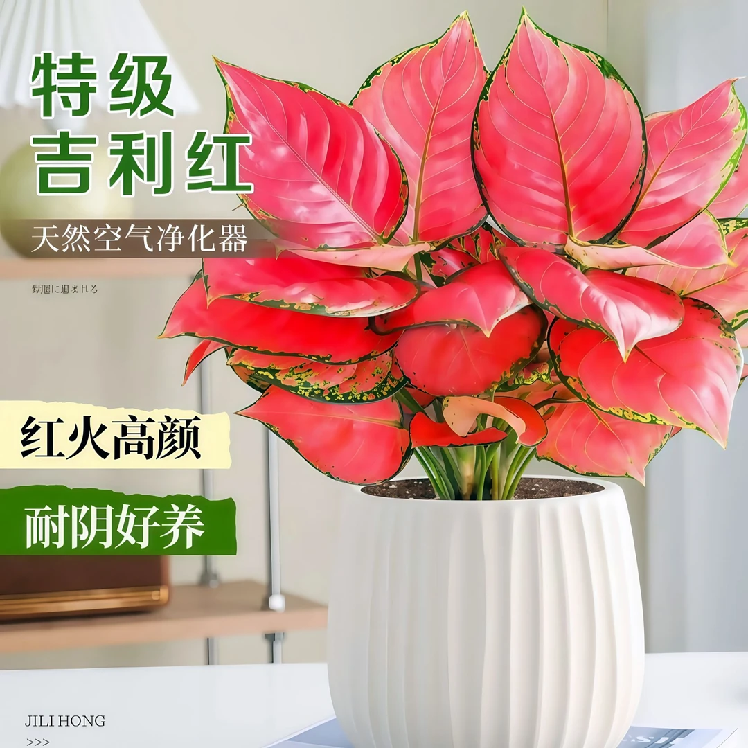 如意吉利红盆栽室内好养花卉小绿植客厅桌面摆件净化空气植物盆景