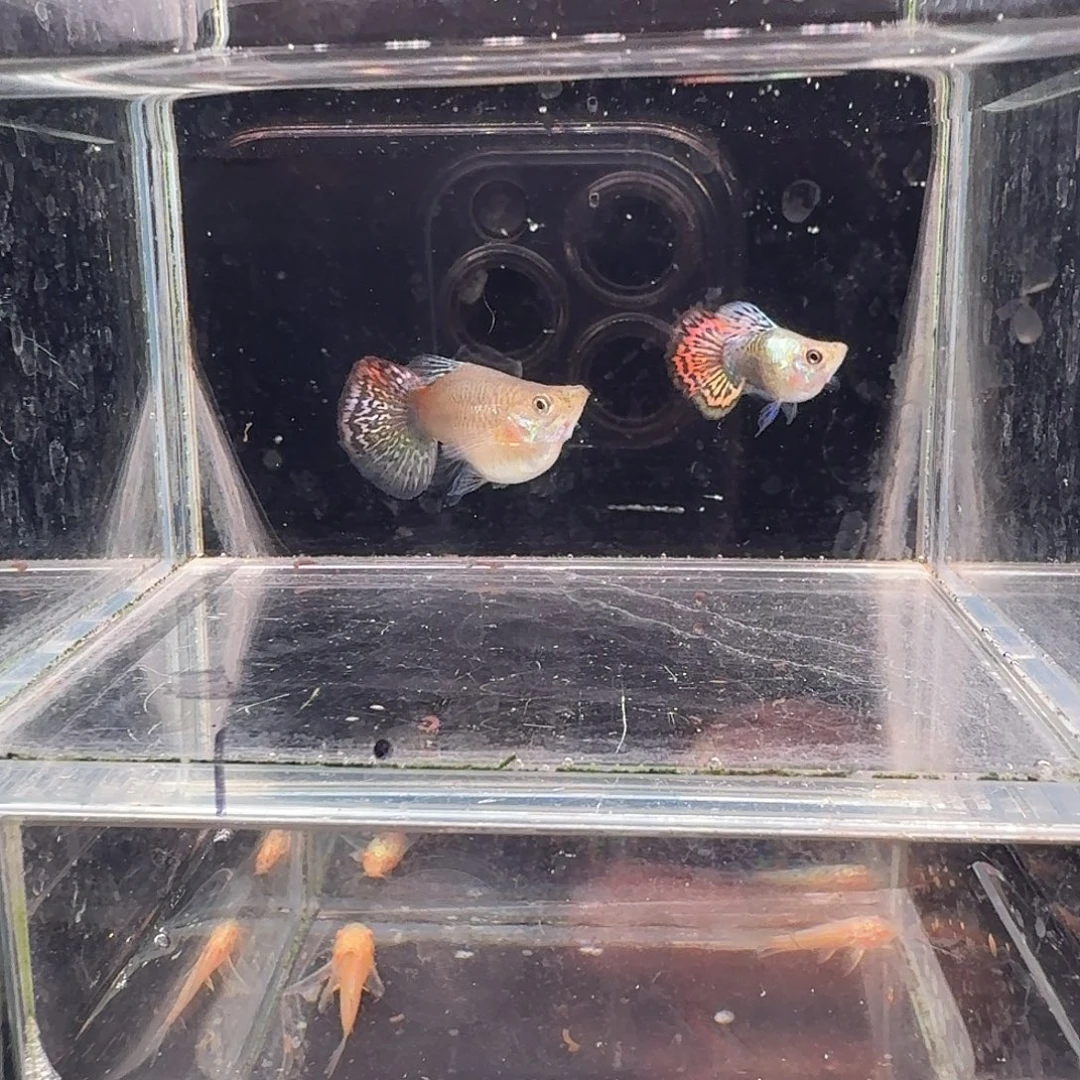 孔雀鱼七彩龙鳞球1对