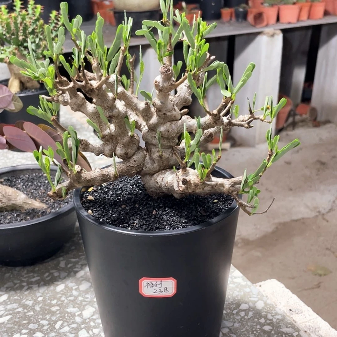 念珠苏木66666666666