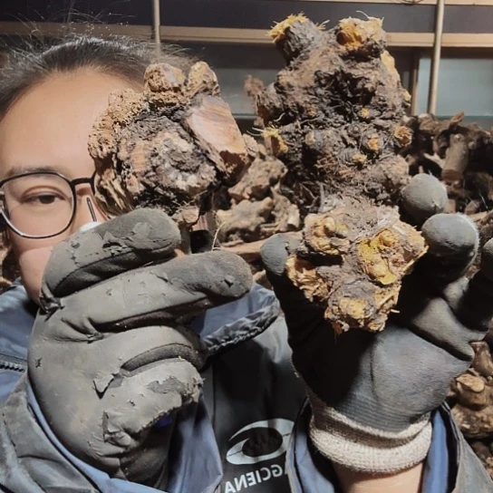 香榧木小*火琉璃的毛料摆件