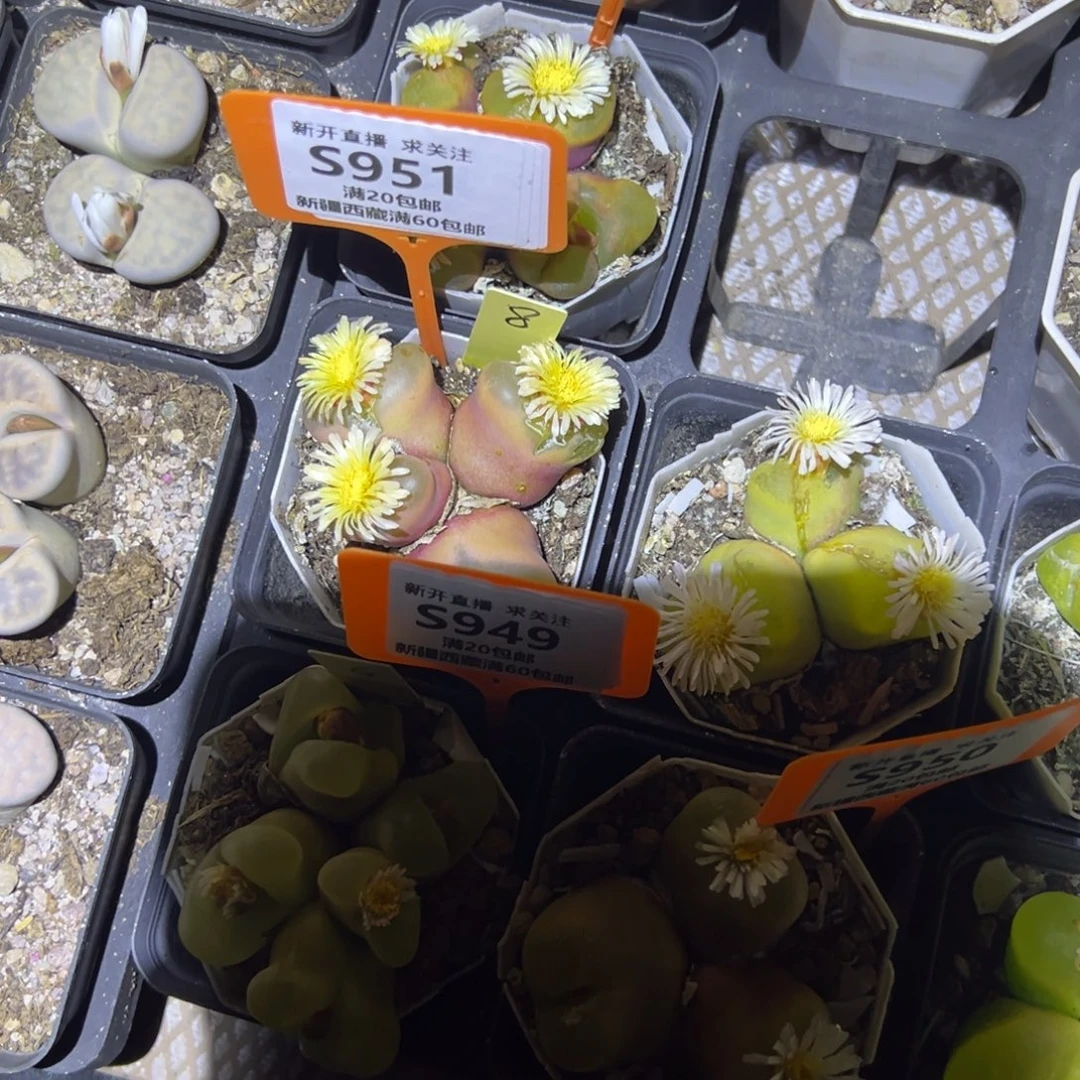 R***、951 一物一拍，默认有伤，介意勿拍，不退不换