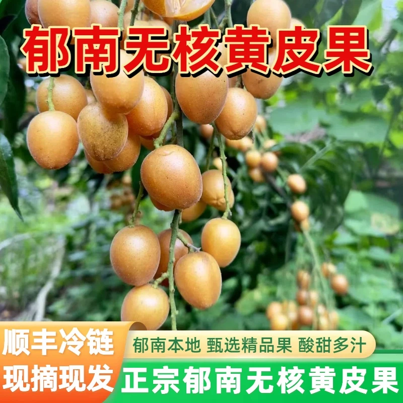 全国顺丰冷链包邮 郁南正宗无核黄皮 黄皮果新鲜现摘当季酸甜水果
