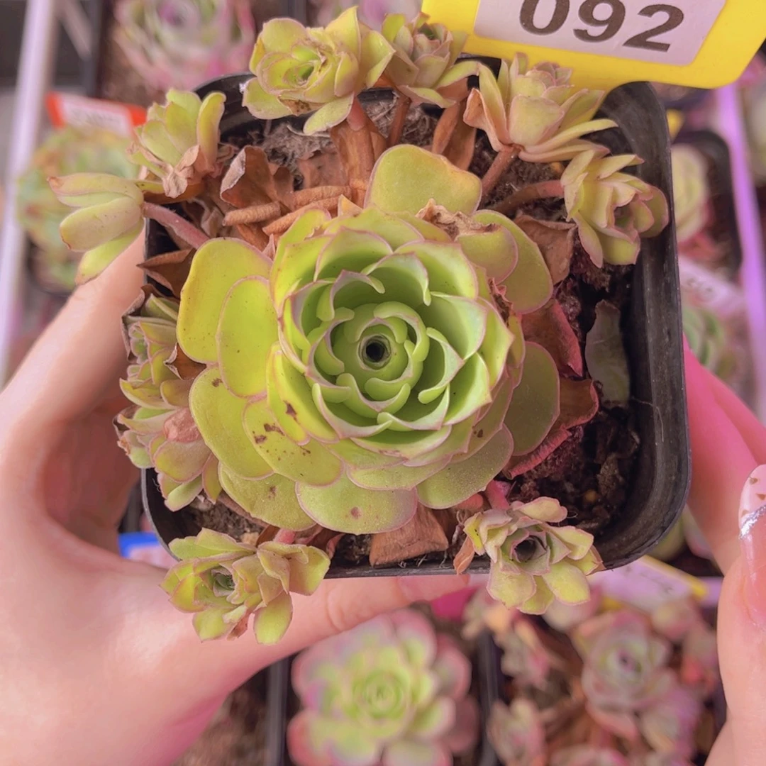 单品一物一拍092号